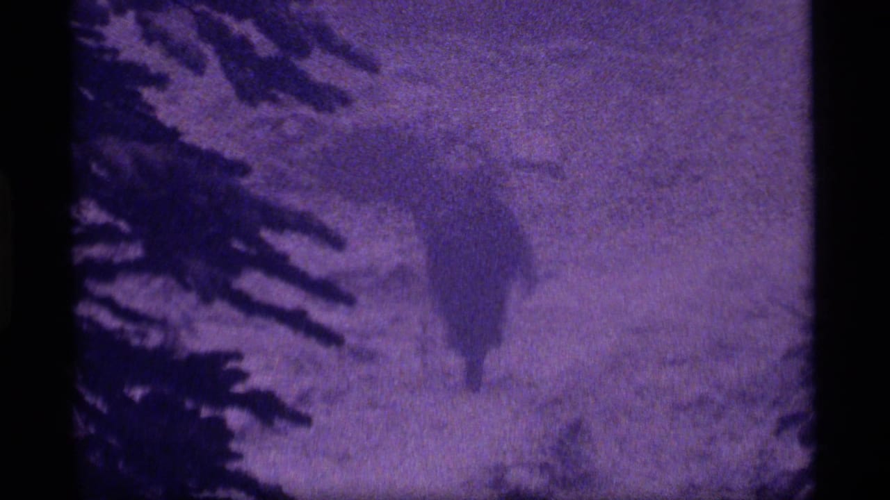 A distant hiker in winter clothing moves through a snowy Sapphire Lake forest, framed by dark conifer branches and low-contrast 8mm exposure.