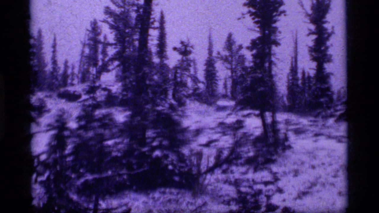 1977 8mm view of snowy evergreens near Sapphire Lake, Montana, with lavender-blue color shift and visible film gate edges.