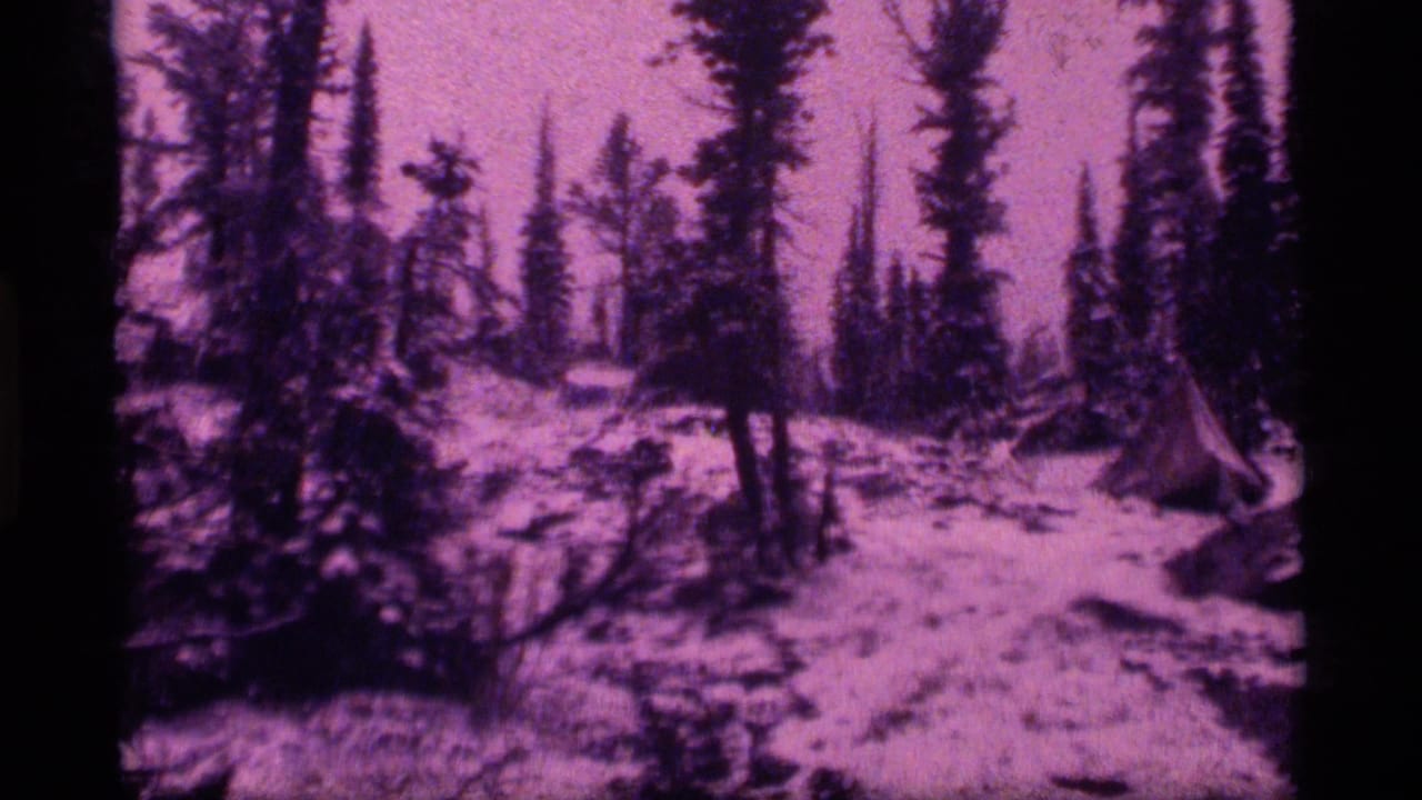 Snowy forest clearing with tall conifers and magenta-tinted 8mm color.