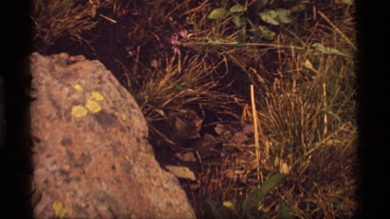 At Sapphire Lake, Montana, a small brown woodchuck appears partly concealed near a lichen-marked rock and dry grass.