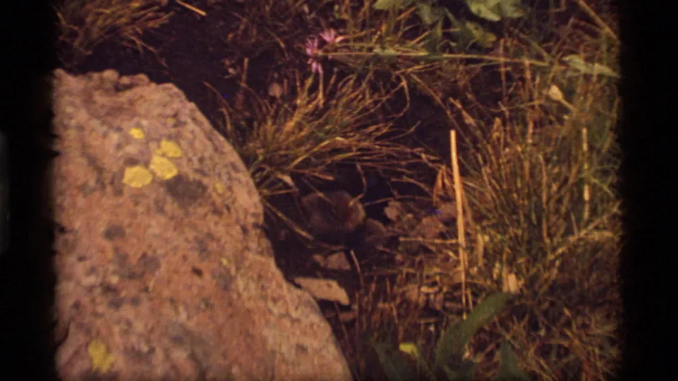 The 8mm frame shows rocky underbrush at Sapphire Lake, with the woodchuck mostly hidden among grass and shadow.