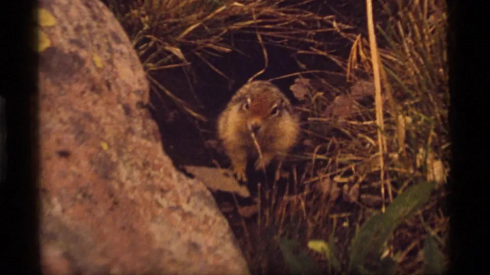 A small brown woodchuck is visible beside a large rock in dry grass at Sapphire Lake, Montana, in this 1977 8mm frame.