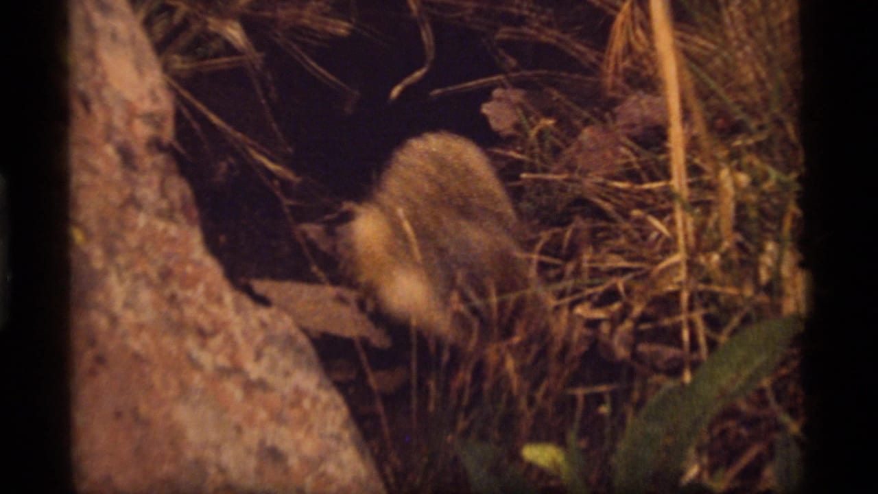 A woodchuck appears near rough rock, dry grass, and leaves in 1977 8mm home-movie footage from Sapphire Lake, Montana.