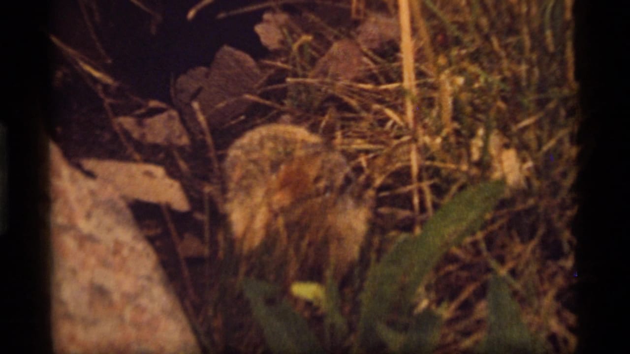 Woodchuck partly turned away near dry grass, leaves, and a large rock.