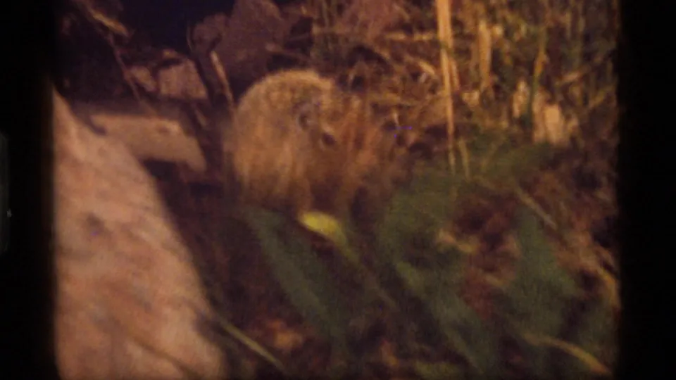 A soft 8mm frame shows the woodchuck moving low beside rock and vegetation at Sapphire Lake, Montana.