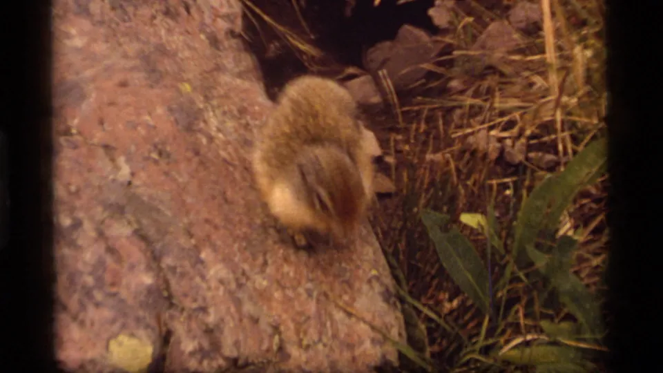 The woodchuck is seen from behind as it moves along a rock edge in the 1977 Sapphire Lake 8mm footage.