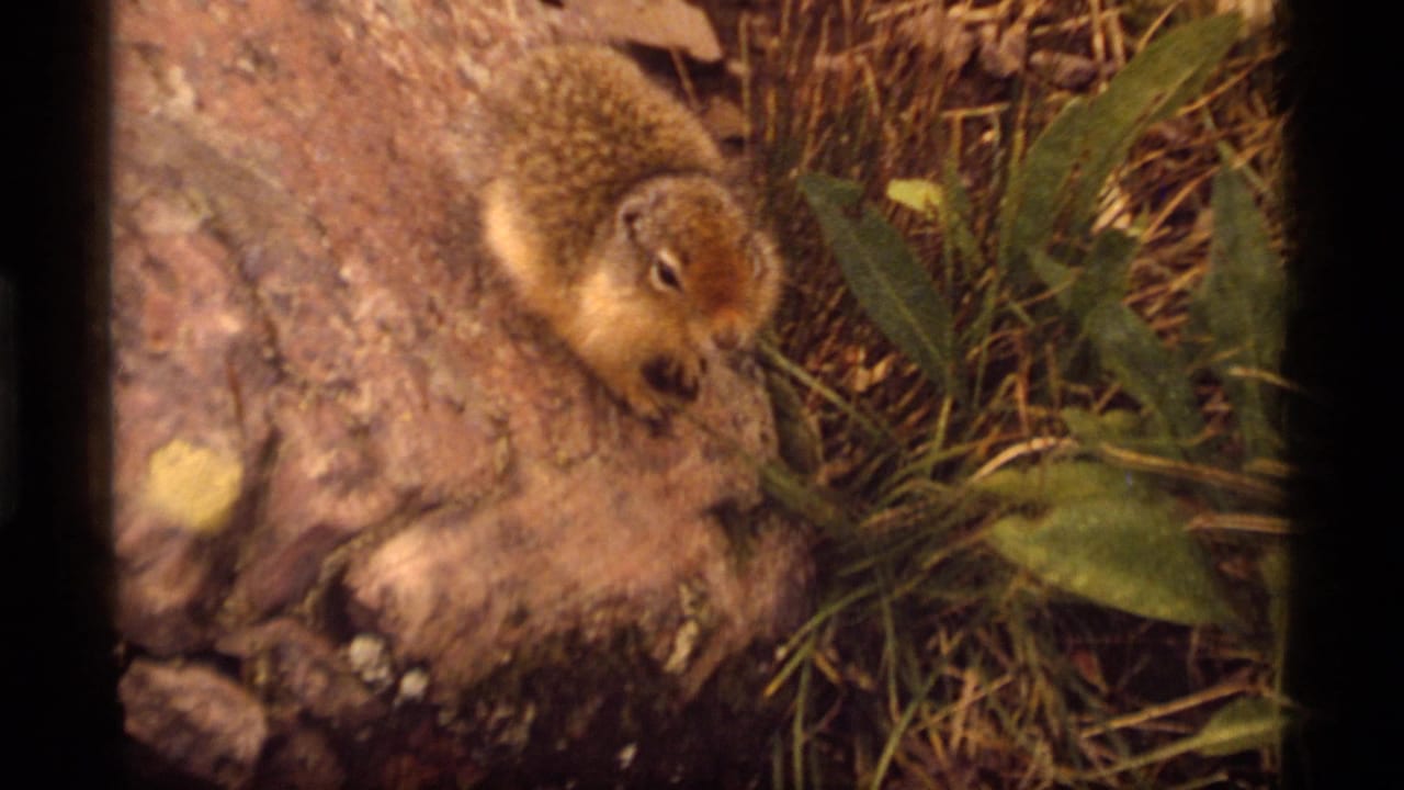 Small ground squirrel leaning over a rock beside grass and green leaves.