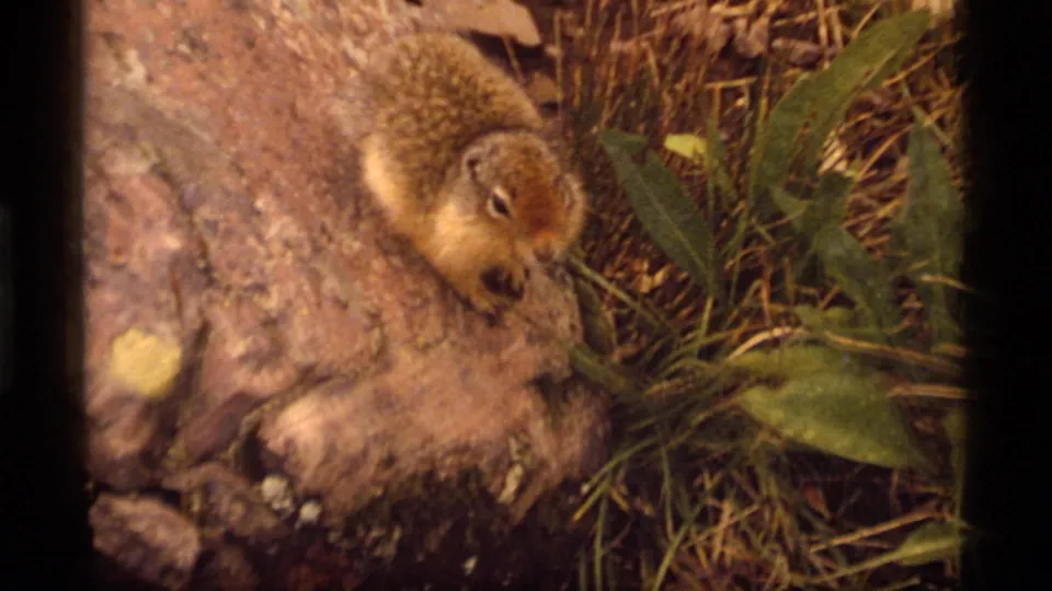 A small ground squirrel forages on a sunlit rock at Sapphire Lake, Montana, in 1977 8mm home-movie footage.