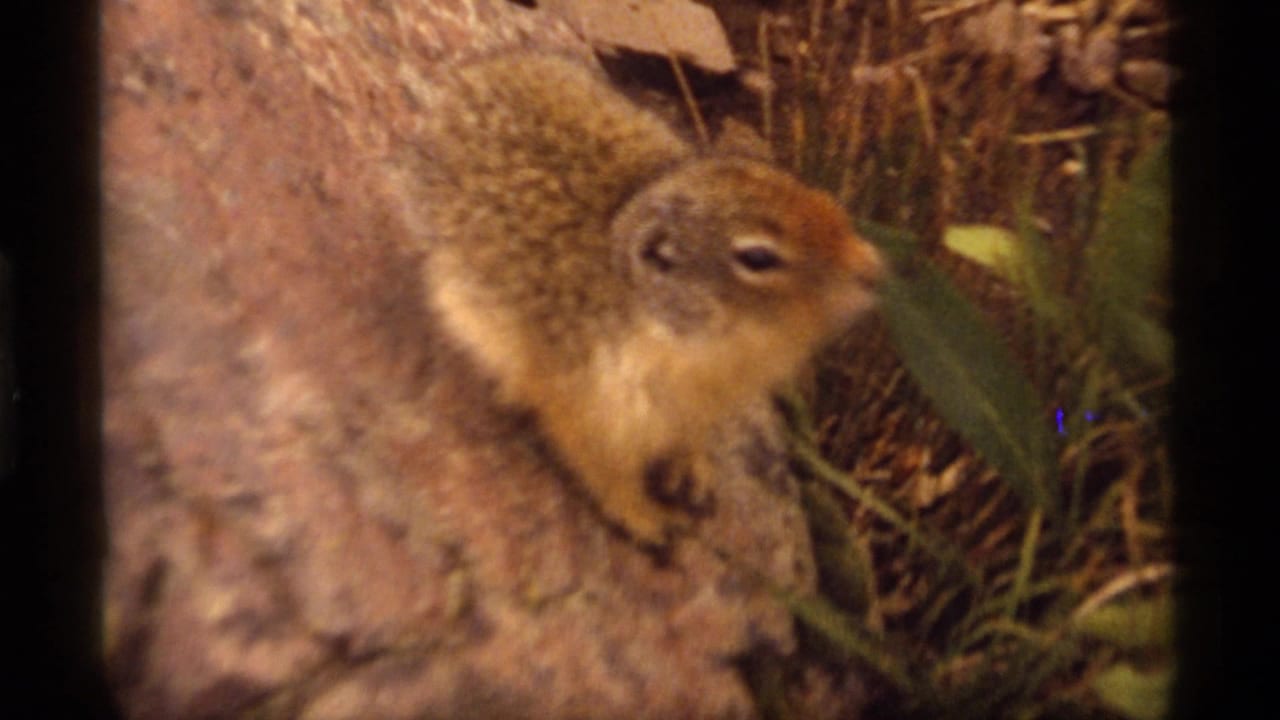 The ground squirrel rests low on a rock, framed close with warm 8mm color and vegetation in the background.
