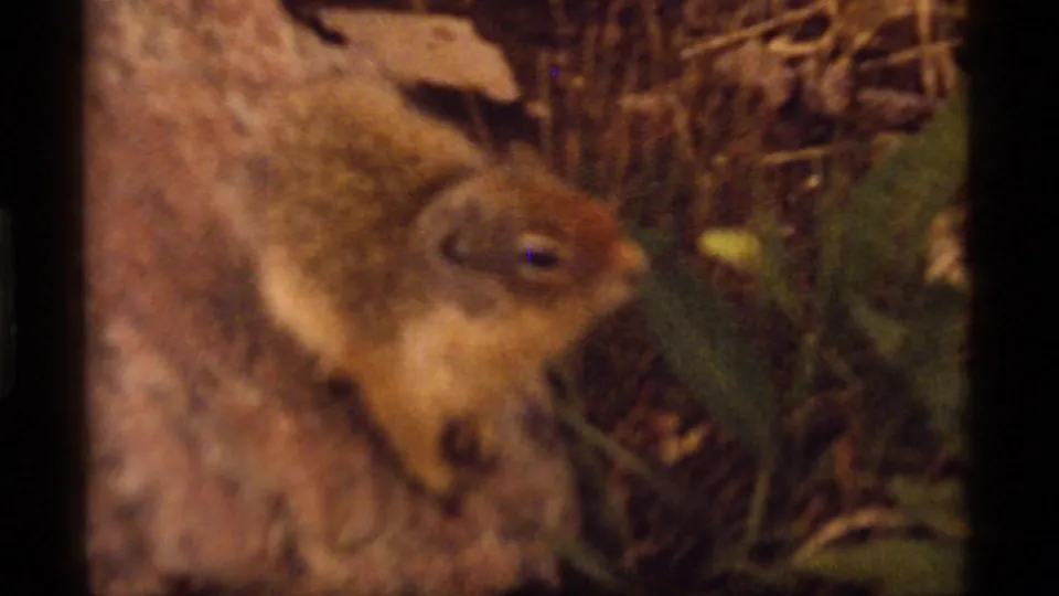 A soft, close 8mm frame shows the ground squirrel near green leaves and grass as it moves along the rock.