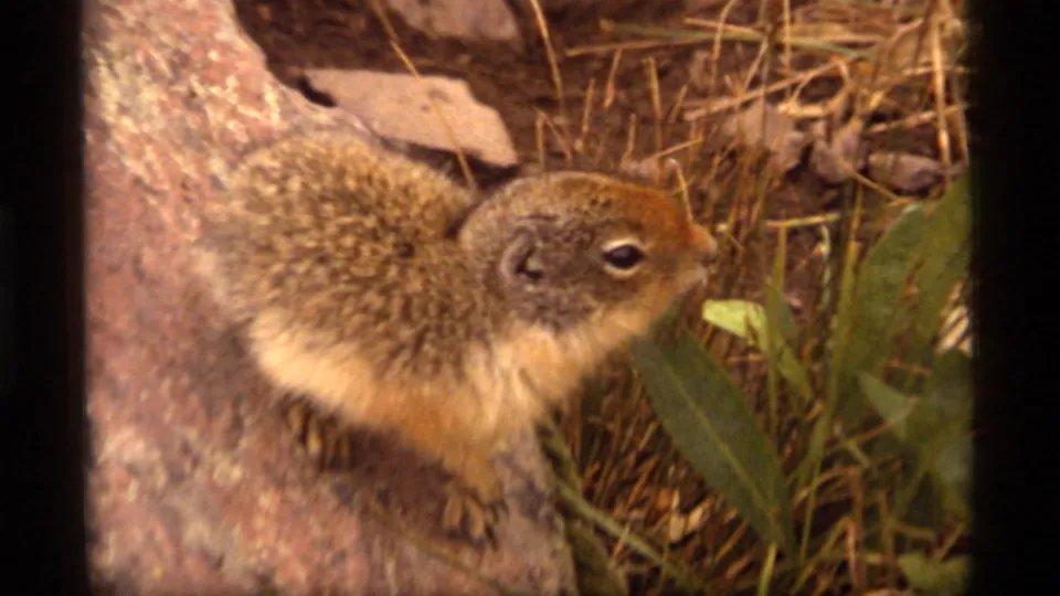 The squirrel stretches across the rock near grass and leaves, its tan underside visible in the final 1977 Montana frame.