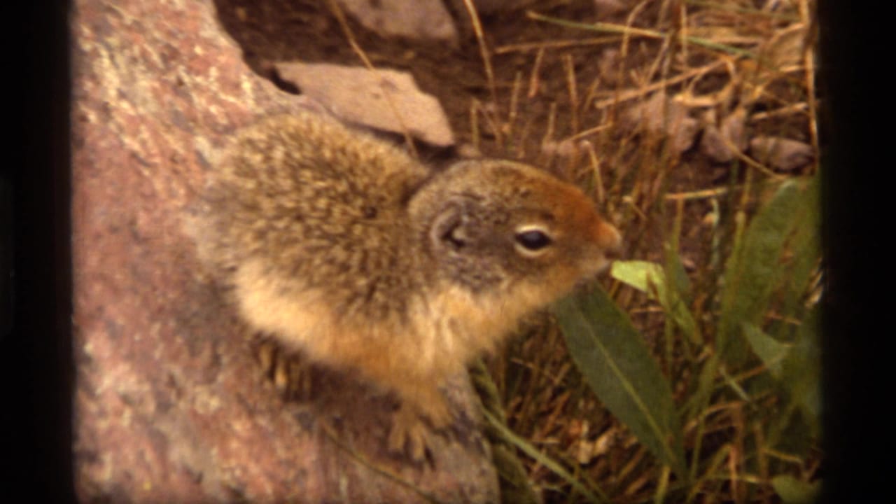 1977 Sapphire Lake, Montana 8mm frame showing a small brown squirrel foraging beside a tree trunk in dry grass and leaves.