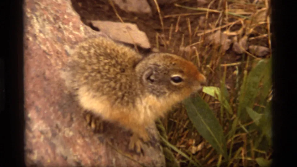 1977 Sapphire Lake, Montana 8mm frame showing a small brown squirrel foraging beside a tree trunk in dry grass and leaves.