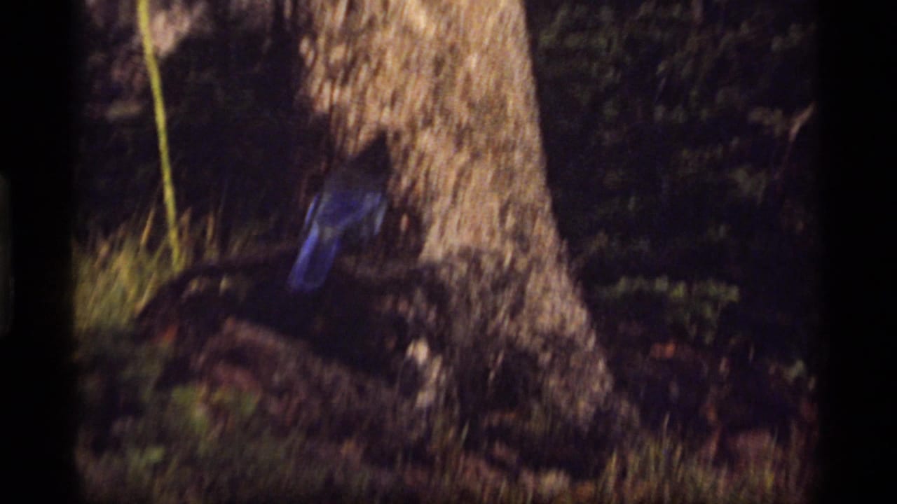 1977 Sapphire Lake, Montana 8mm frame with a blue bird moving near a tree trunk in dark, shaded underbrush.
