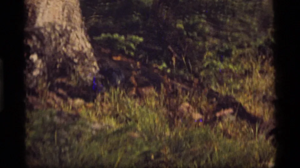 1977 Sapphire Lake, Montana 8mm frame showing a tree trunk and grass as a blue bird moves low through the shaded woodland.