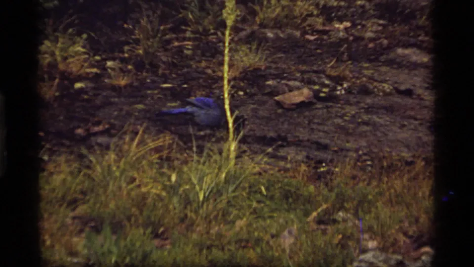 1977 Sapphire Lake, Montana 8mm frame showing a blue bird on the woodland ground among grass, rocks, and a thin upright stem.