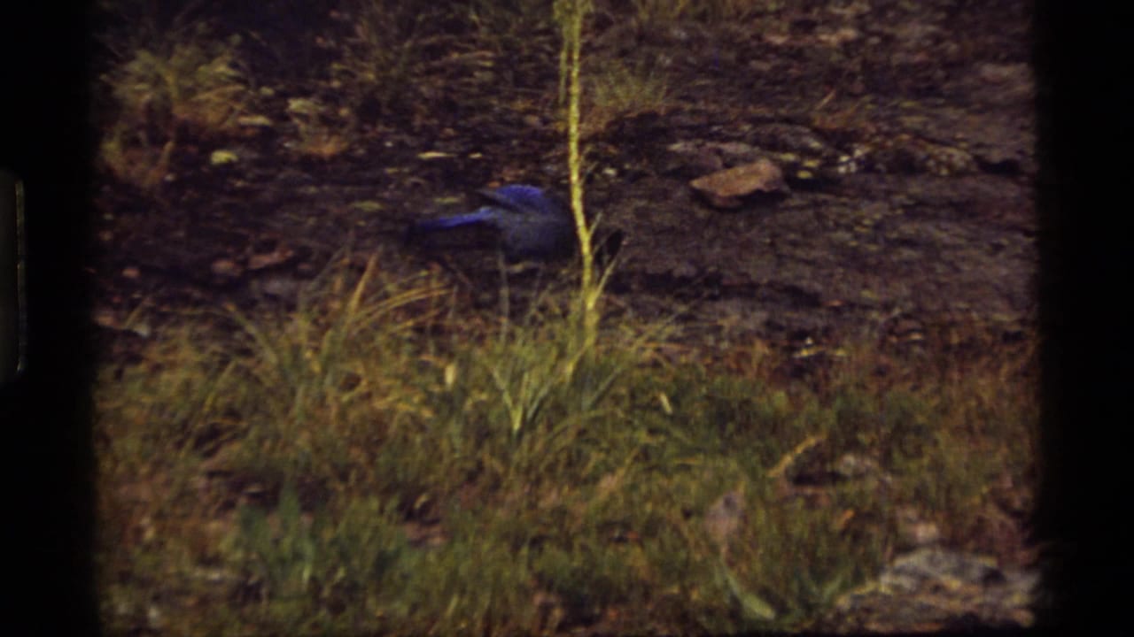 1977 8mm footage at Sapphire Lake, Montana shows rocky grass and a dark blue item before the campsite action appears.