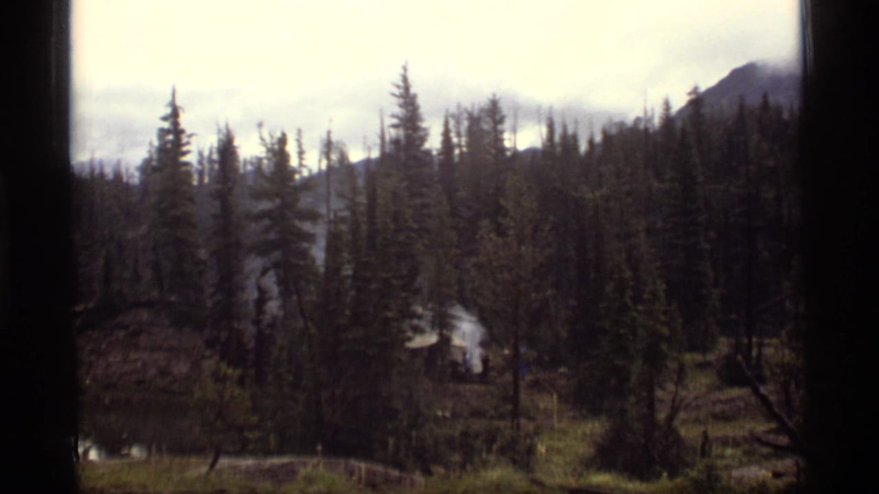 Dense pine trees with smoke rising near a small structure in the distance.