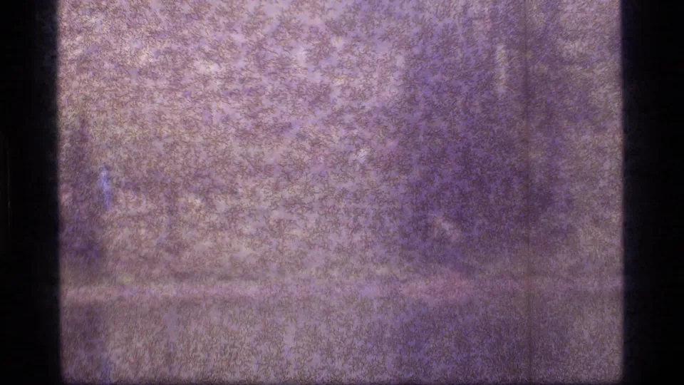 1977 Sapphire Lake, Montana 8mm frame with a visible horizontal frame line and obscured natural scenery.