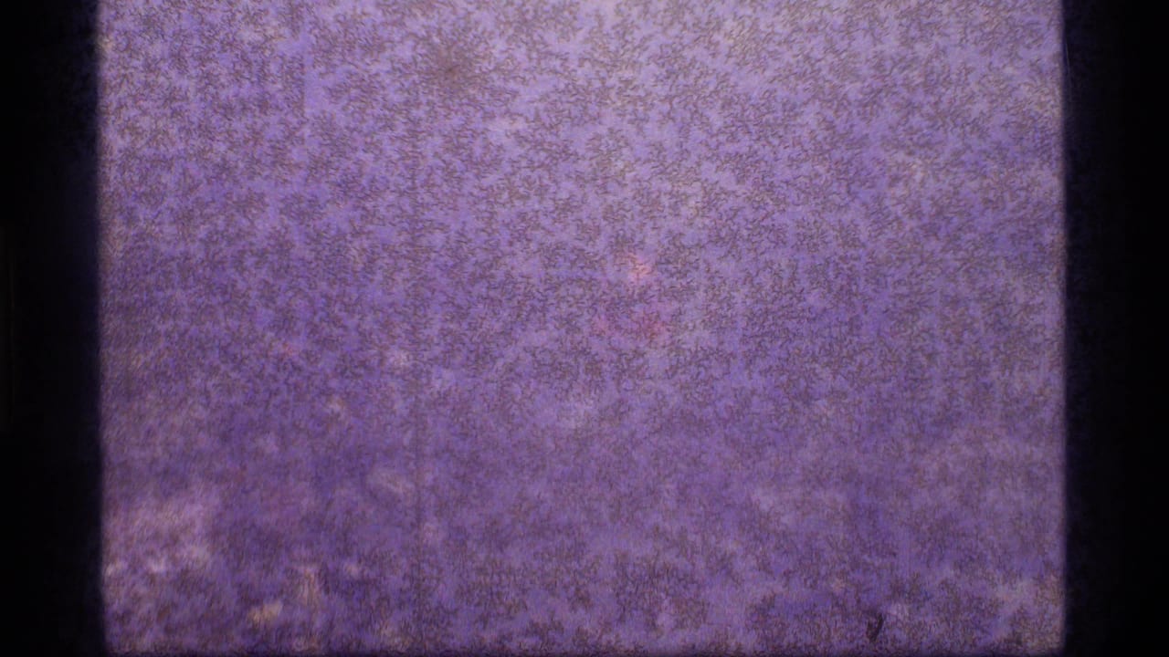 Purple-blue grain field with a dark vertical strip at the left edge.