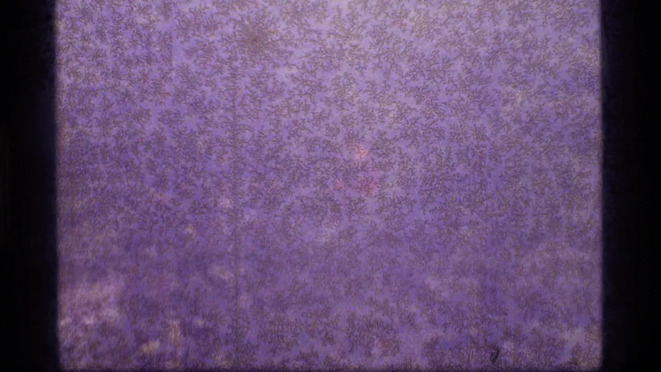 1977 8mm frame with a mostly abstract purple-blue surface, heavy grain, and a dark vertical film strip along the left side.