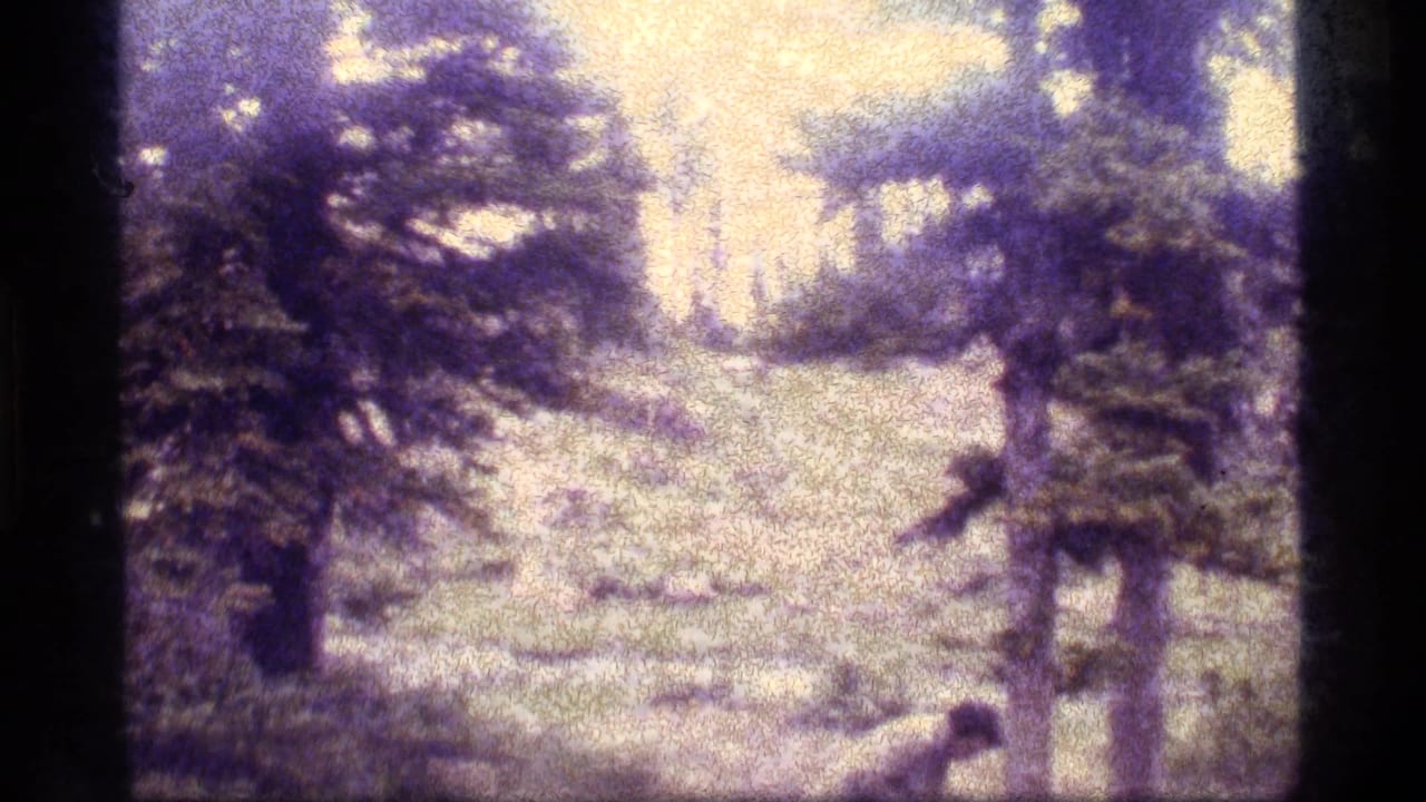 1977 Sapphire Lake, Montana home-movie frame showing pine trees, bright forest ground, and a small partially visible person near the foreground.