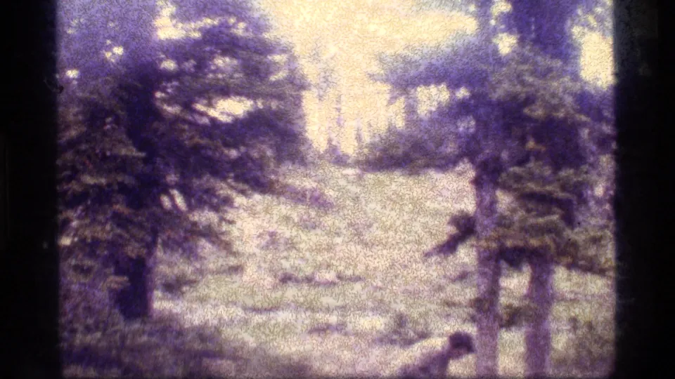 1977 Sapphire Lake, Montana home-movie frame showing pine trees, bright forest ground, and a small partially visible person near the foreground.