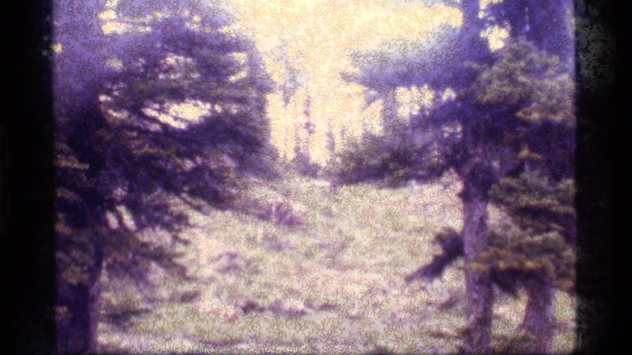 Pine forest clearing with a small person crouched or bending near the right side.