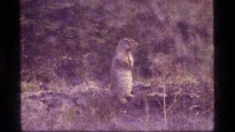 A chipmunk stands on the forest floor in the final 1977 Sapphire Lake 8mm frame, with brush and roots around it.
