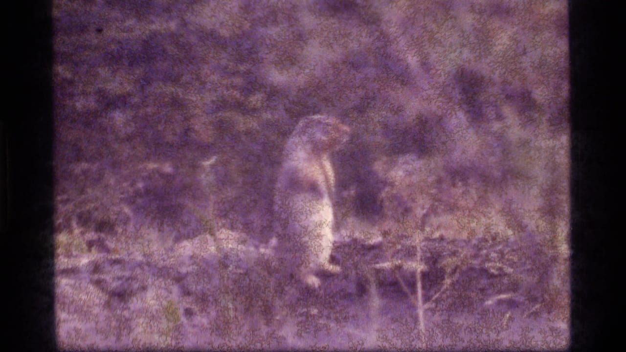 Small animal standing near a log in a purple-tinted wooded scene.