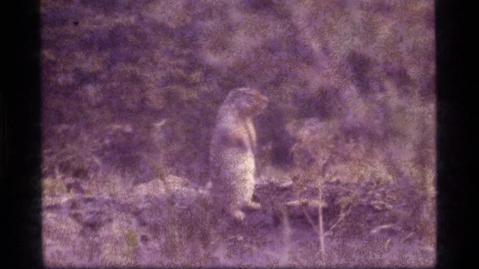 A small squirrel or chipmunk-like animal stands alert near wood in 1977 Sapphire Lake, Montana 8mm footage with heavy color shift.