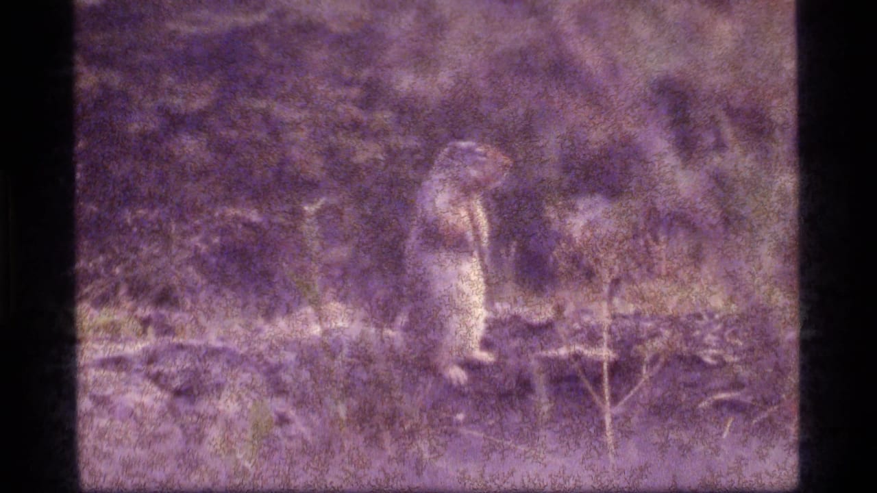 The animal remains upright near low wood and dry vegetation in the faded 1977 Sapphire Lake, Montana home-movie frame.
