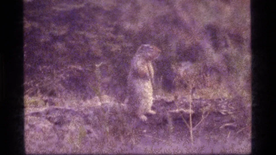 The animal remains upright near low wood and dry vegetation in the faded 1977 Sapphire Lake, Montana home-movie frame.
