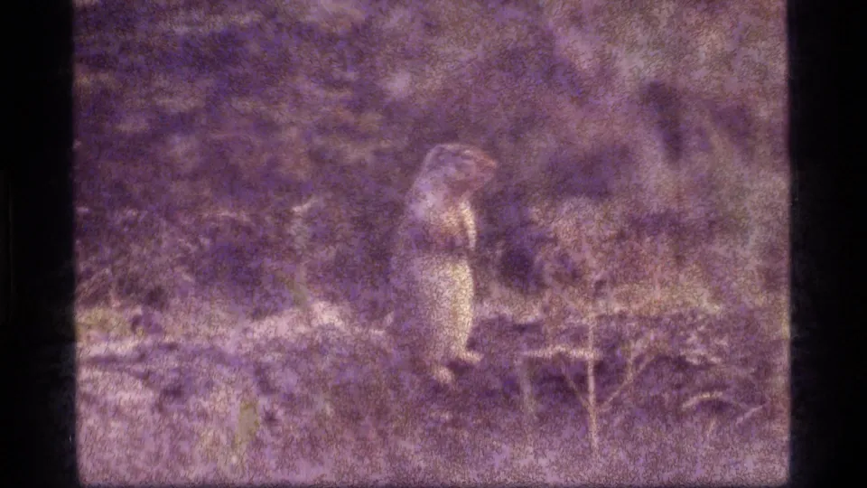 A small animal is visible near a piece of wood on the forest floor in heavily faded 8mm footage from Sapphire Lake, Montana.