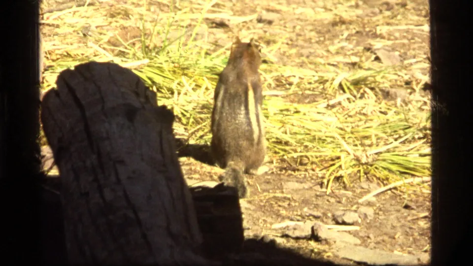 A striped squirrel or chipmunk-like animal is seen from behind beside a stump on sunlit ground in Sapphire Lake, Montana footage.