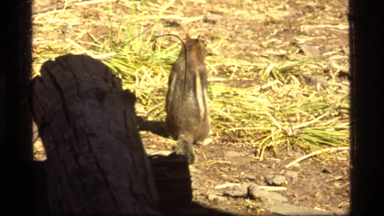 Small striped rodent in a sunny Sapphire Lake, Montana outdoor setting, filmed on 8mm home-movie stock in 1977.