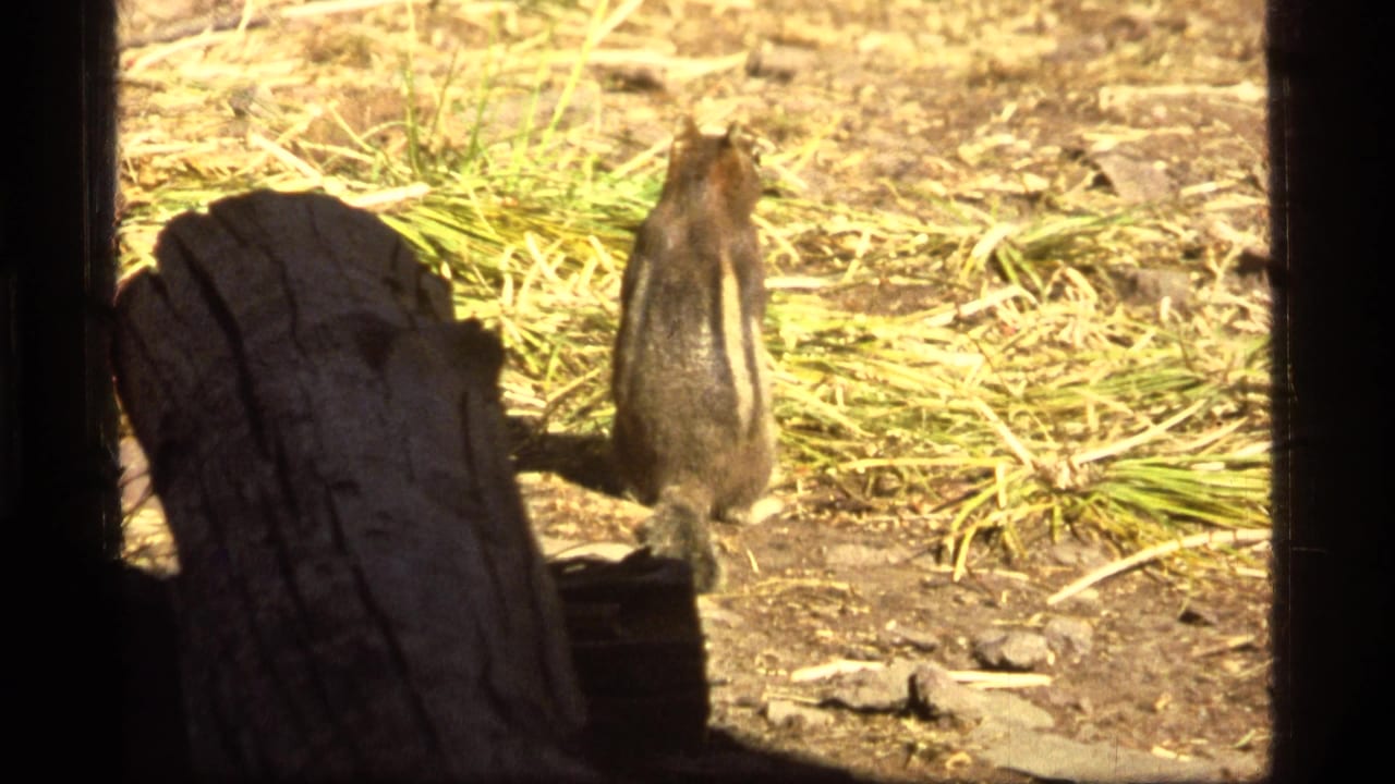 Striped rodent upright on sunlit ground near grass and wood.