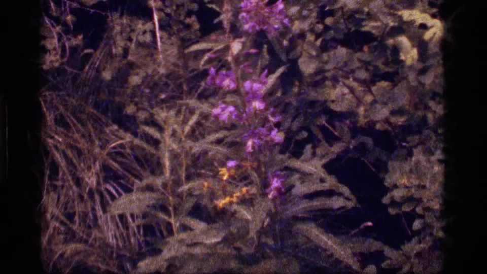 Close view of purple wildflowers and foliage from the 1977 Sapphire Lake 8mm home movie.
