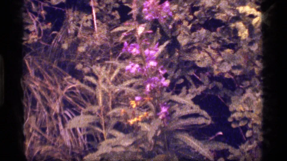 Soft 8mm close-up of purple wildflowers and leaves in the Sapphire Lake, Montana outdoor scene.