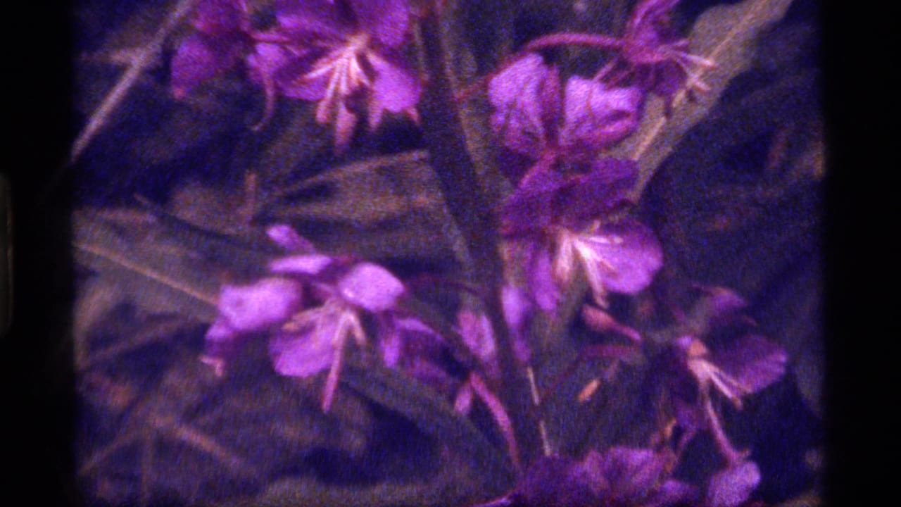 Close view of purple wildflowers and foliage at Sapphire Lake, Montana, in 1977 source footage, with soft focus and visible film grain.