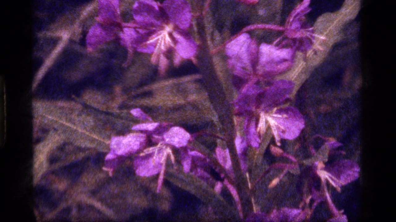 Cluster of purple wildflowers with leaves against a dark natural background.