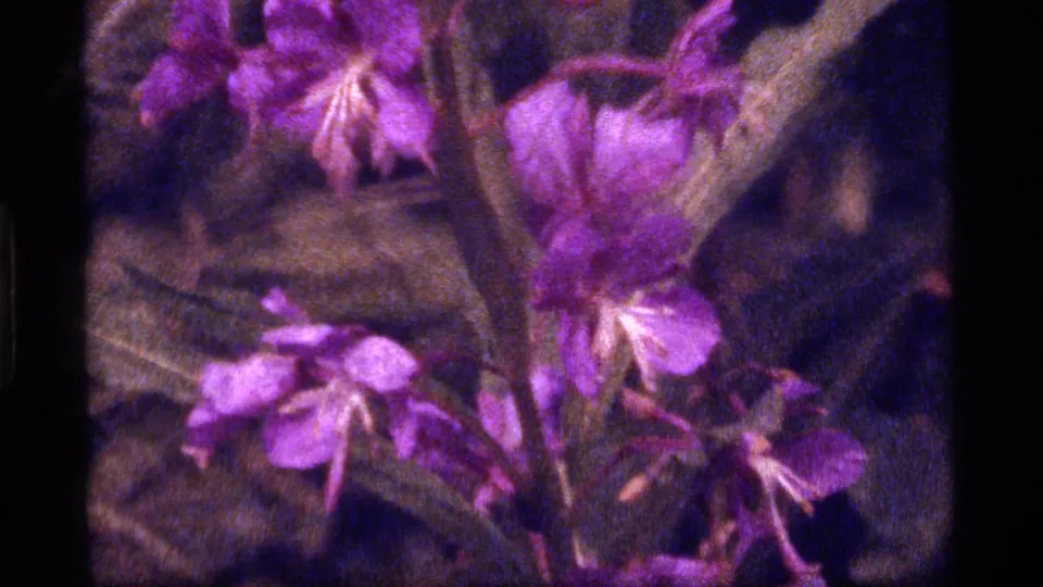 A closer 8mm view of purple wildflowers and leafy stems from the Sapphire Lake, Montana footage, with heavy grain and blurred edges.