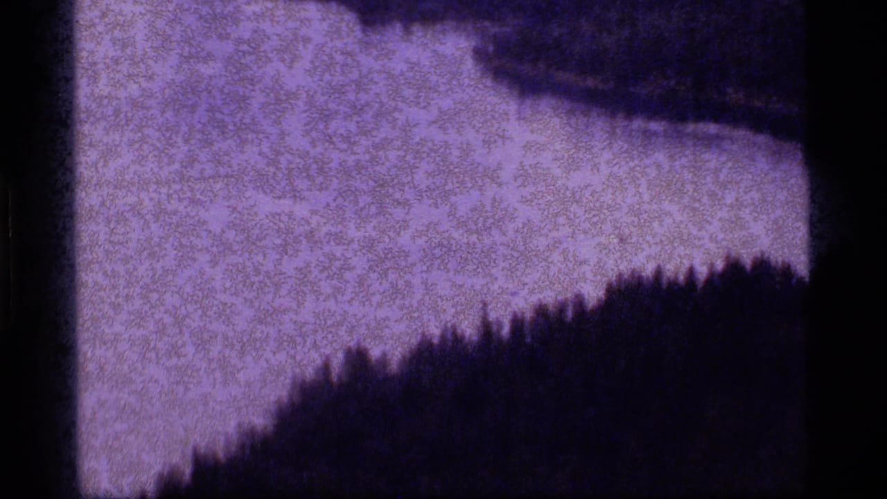 Forested bank and pale lake water under a strong purple film cast.
