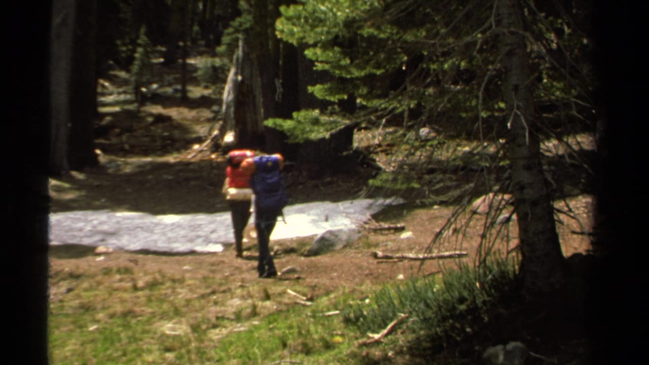 Two backpackers walk away through a sunlit conifer forest.