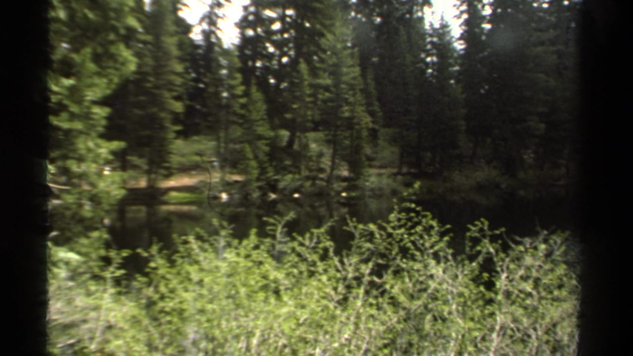 1978 8mm Lake Tahoe-area frame looking past a central tree trunk to shrubs, dark pond water, and evergreen forest.