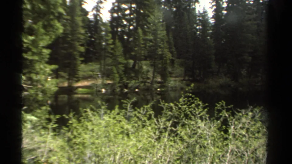 1978 8mm Lake Tahoe-area frame looking past a central tree trunk to shrubs, dark pond water, and evergreen forest.