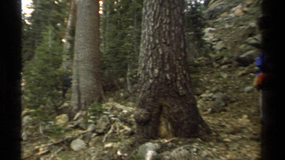 1978 Lake Tahoe trail view showing pine trunks, rocks, roots, and the edge of a backpacker entering frame.