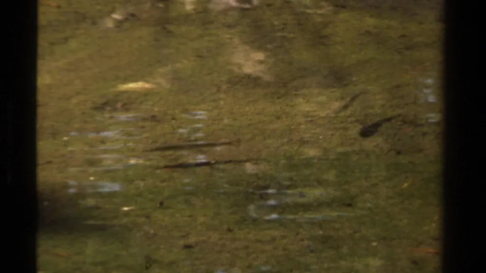 1978 Lake Tahoe 8mm frame looking down into shallow pond water where small fish move below soft ripples and reflected greenery.