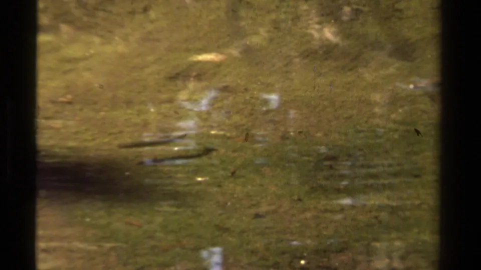 1978 Lake Tahoe 8mm frame of shallow pond water with small fish, submerged plants, muted reflections, and a dark shadow through the center.