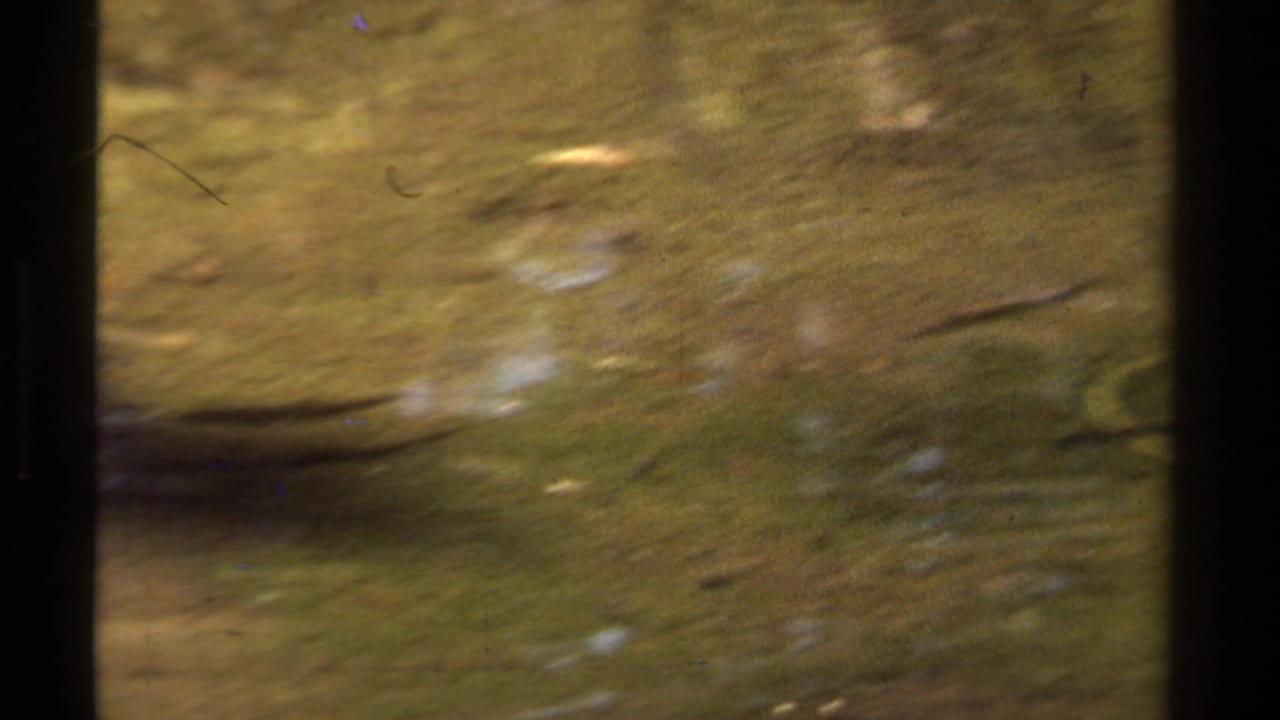 Clear shallow stream water with green streambed texture and soft reflections.